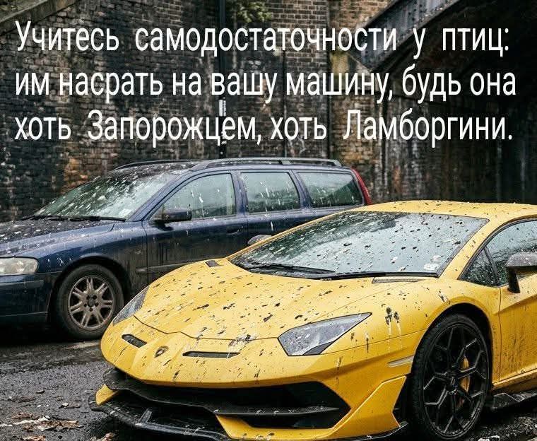 Учитесь самодостаточности у птиц: им насрать на вашу машину, будь она хоть Запорожцем, хоть Ламборгини.