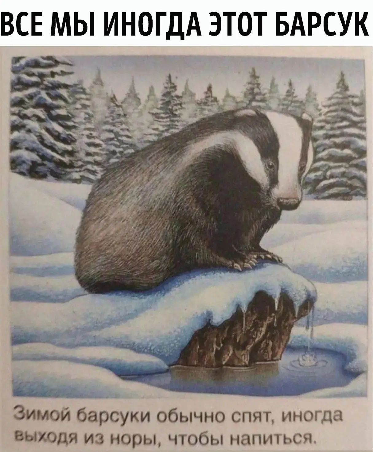 ВСЕ МЫ ИНОГДА ЭТОТ БАРСУК Зимой барсуки обычно спят, иногда выходя из норы, чтобы напиться.
