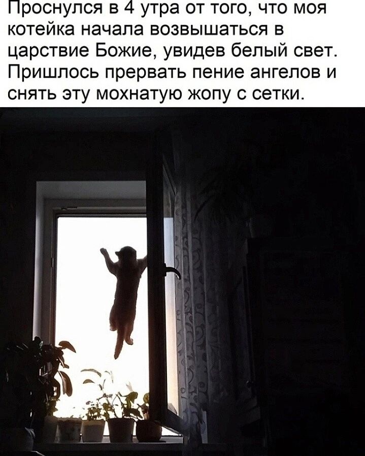 Проснулся в 4 утра от того, что моя котейка начала возвышаться в царствие Божие, увидев белый свет. Пришлось прервать пение ангелов и снять эту мохнатую жопу с сетки.
