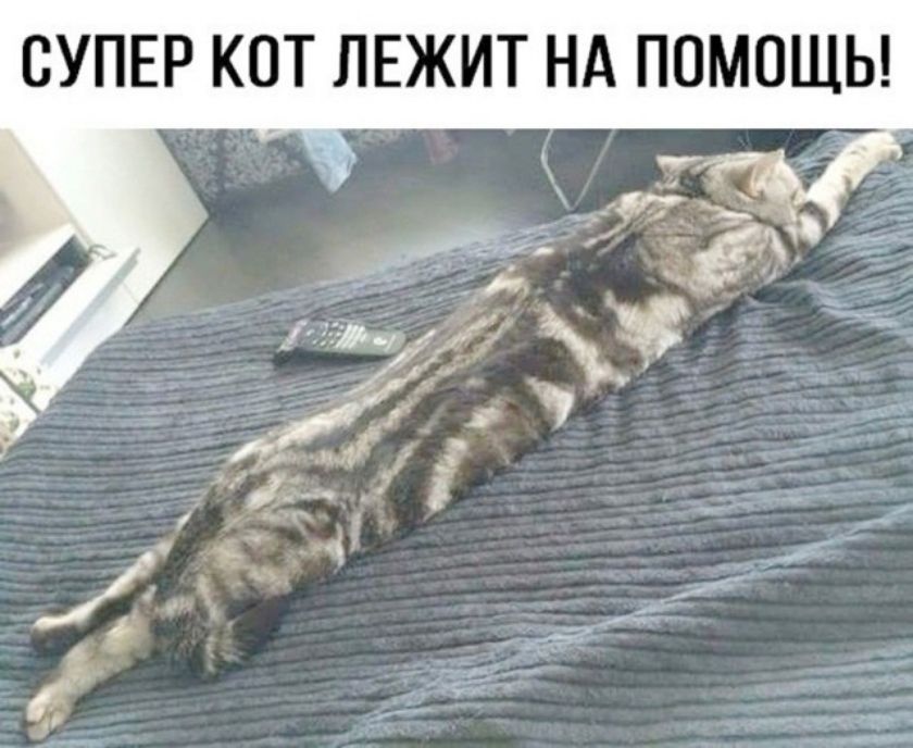 СУПЕР КОТ ЛЕЖИТ НА ПОМОЩЬ!