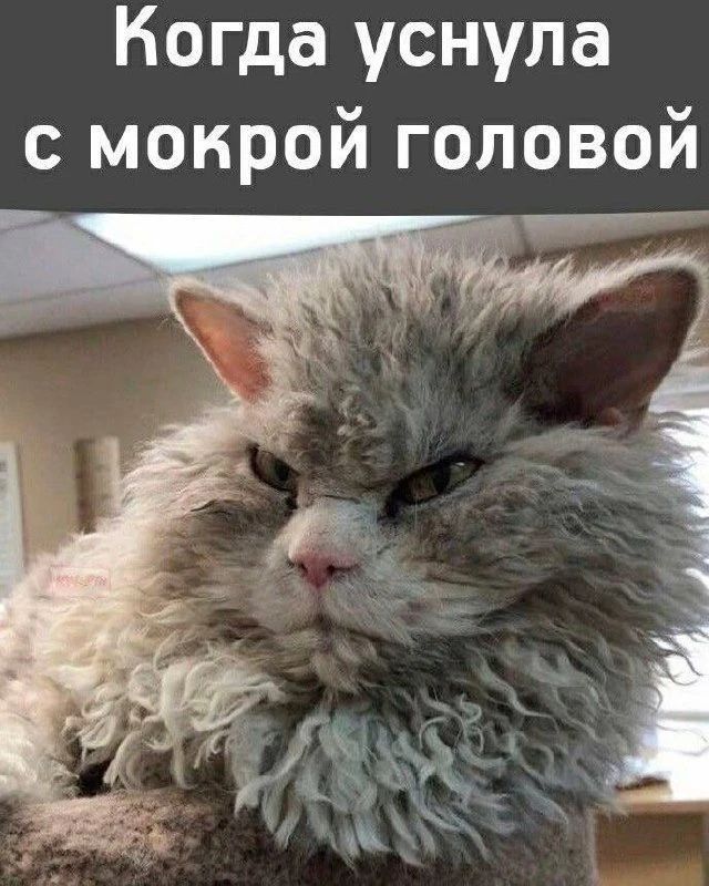 Когда уснула с мокрой головой