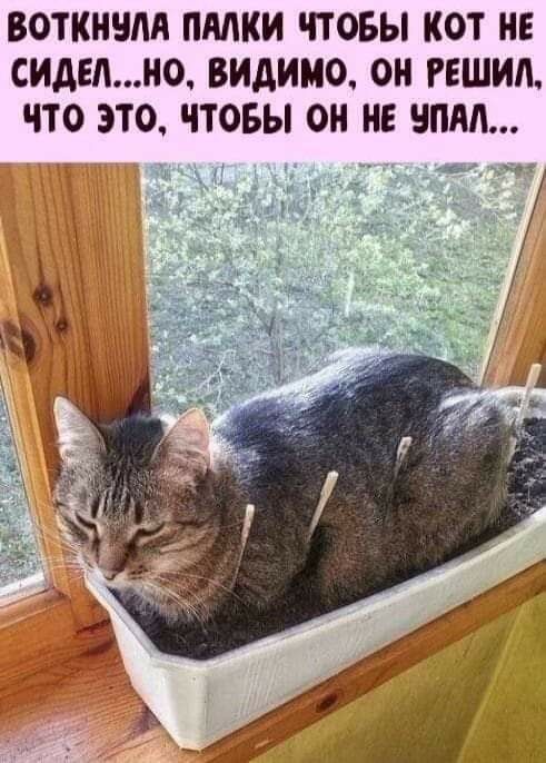 ВОТКНУЛА ПАЛКИ ЧТОБЫ КОТ НЕ СИДЕЛ...НО, ВИДИМО, ОН РЕШИЛ, ЧТО ЭТО, ЧТОБЫ ОН НЕ УПАЛ...