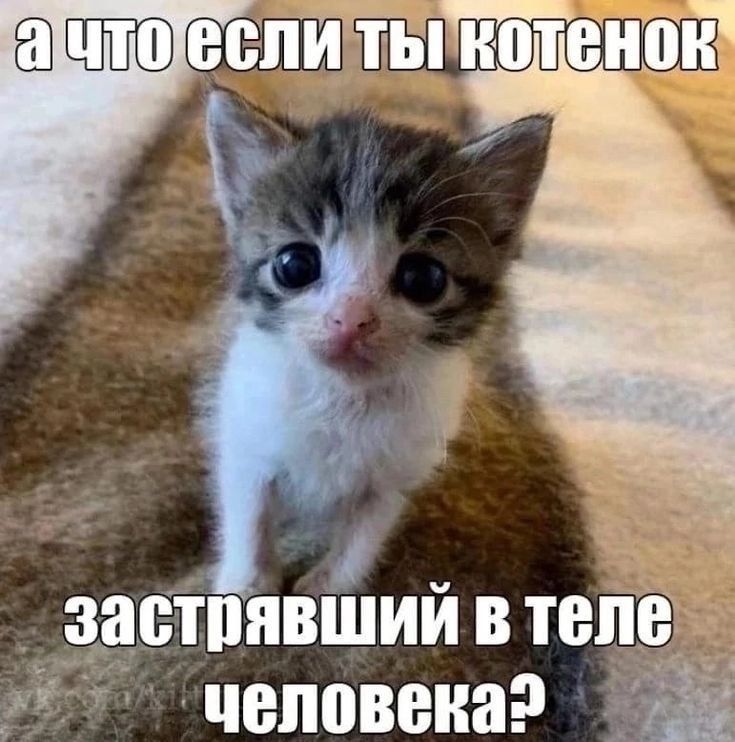 а что если ты котенок застрявший в теле человека?