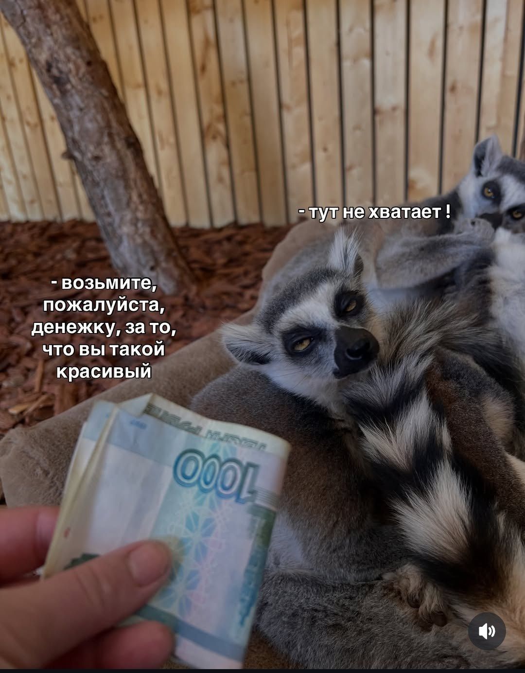 возьмите, пожалуйста, денежку, за то, что вы такой красивый. тут не хватает !