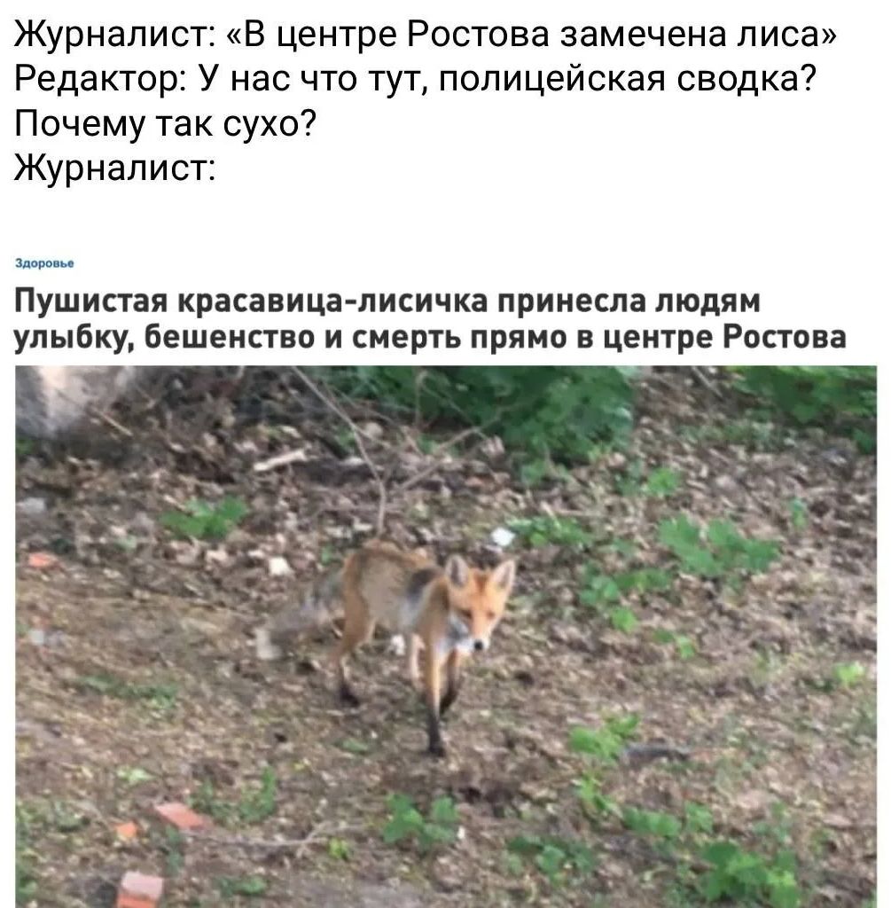 Журналист: «В центре Ростова замечена лиса»
Редактор: У нас что тут, полицейская сводка? Почему так сухо?
Журналист:
Здоровье
Пушистая красавица-лисичка принесла людям улыбку, бешенство и смерть прямо в центре Ростова