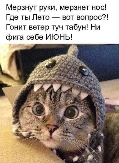 Мерзнут руки, мерзнет нос! Где ты Лето — вот вопрос?! Гонит ветер туч табун! Ни фига себе ИЮНЬ!