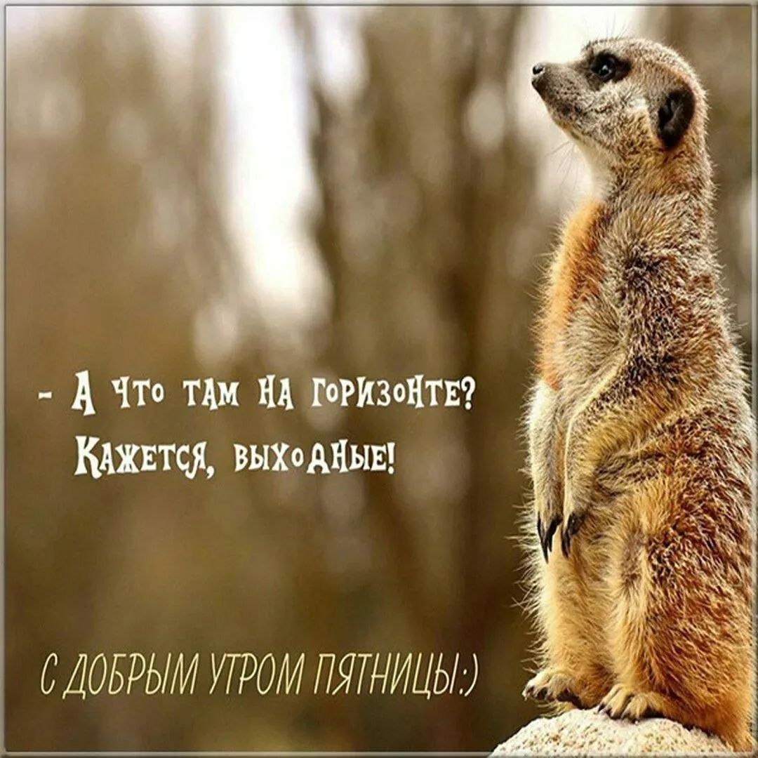 - А что там на горизонте? Кажется, выходные! С добрым утром пятницы:)