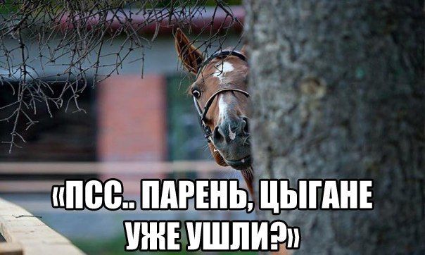 ПСС.. ПАРЕНЬ, ЦЫГАНЕ УЖЕ УШЛИ?