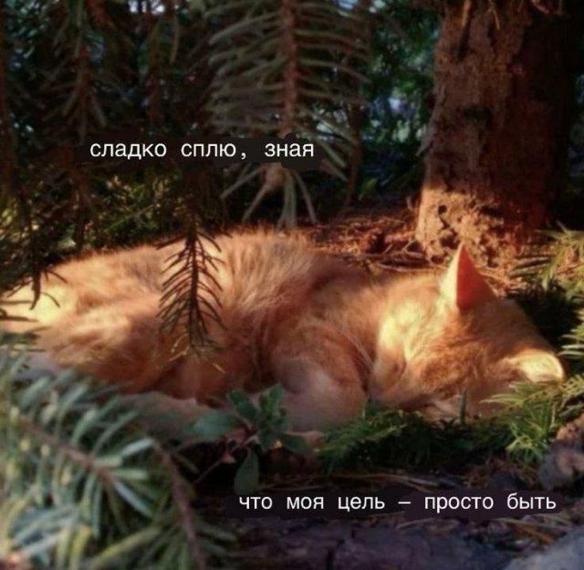 сладко сплю, зная что моя цель – просто быть