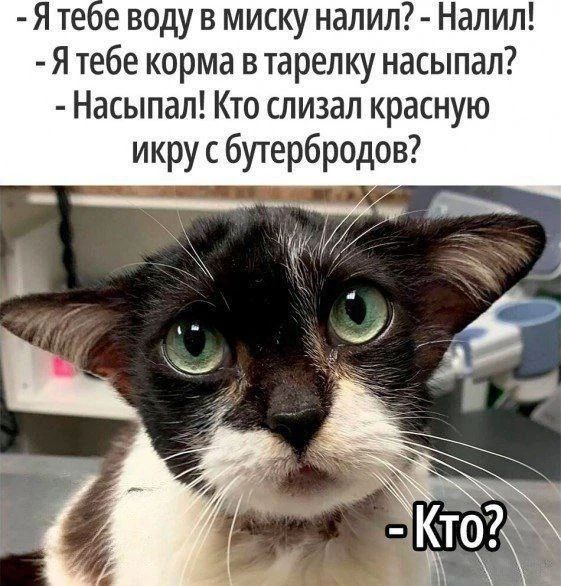 - Я тебе воду в миску налил? - Налил! - Я тебе корма в тарелку насыпал? - Насыпал! Кто слизал красную икру с бутербродов? - Кто?