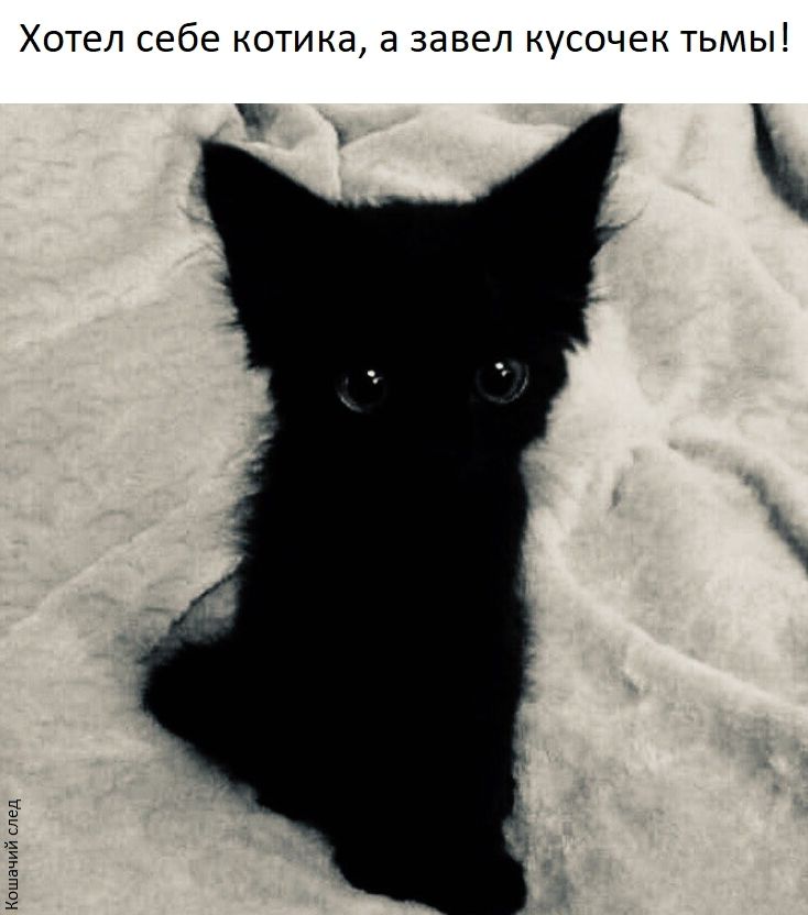 Хотел себе котика, а завел кусочек тьмы! Кошачий след