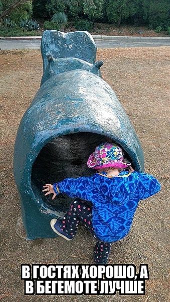 В гостях хорошо, а в бегемоте лучше