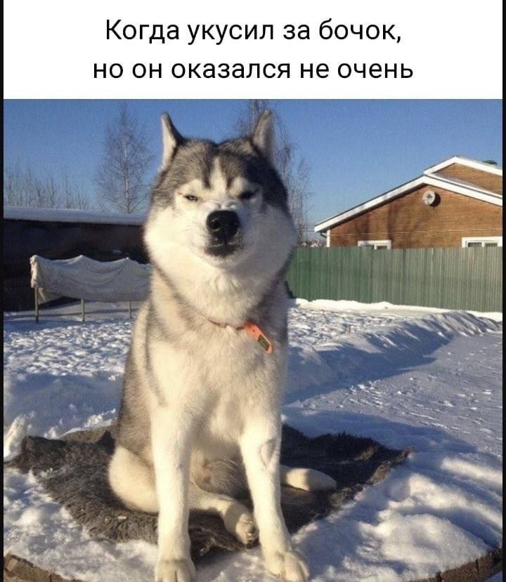 Когда укусил за бочок, но он оказался не очень