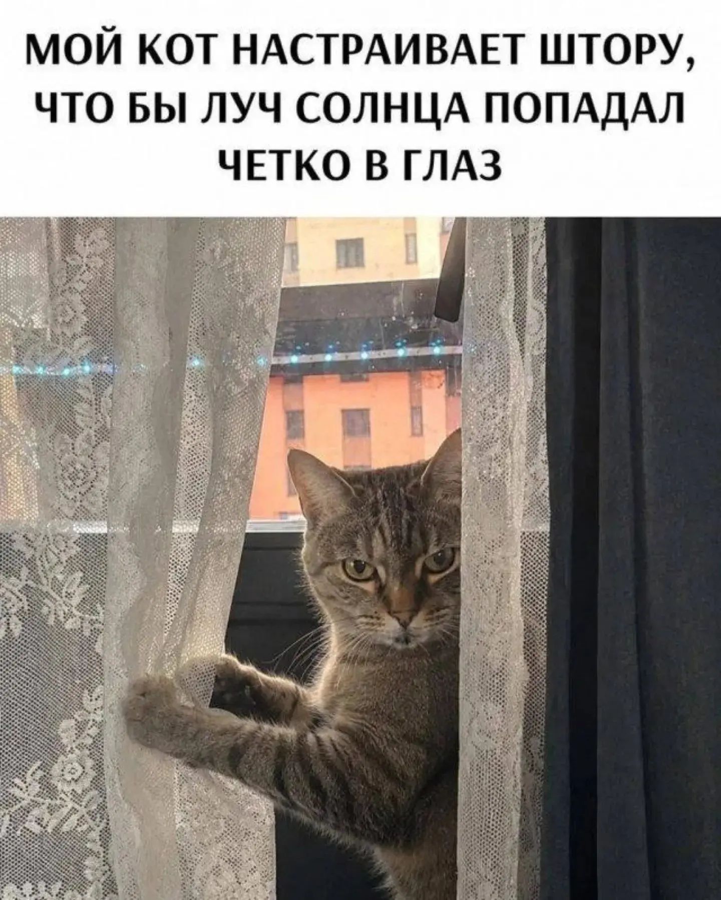 МОЙ КОТ НАСТРАИВАЕТ ШТОРУ, ЧТО БЫ ЛУЧ СОЛНЦА ПОПАДАЛ ЧЕТКО В ГЛАЗ