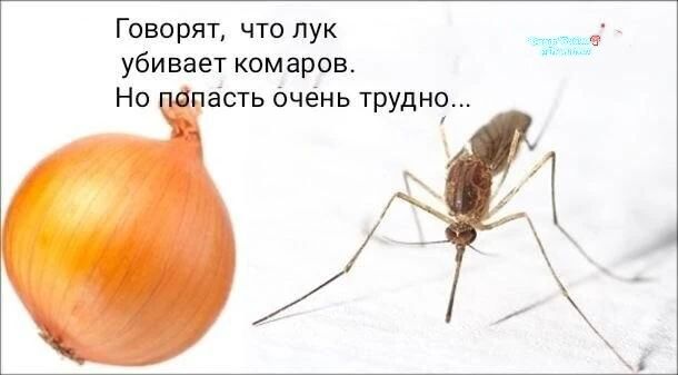 Говорят, что лук убивает комаров. Но попасть очень трудно...