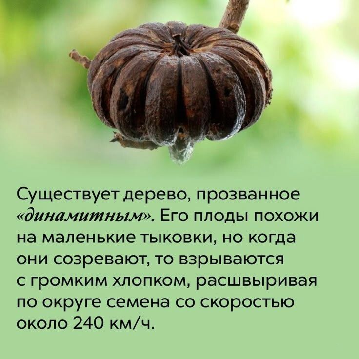 Существует дерево, прозванное «динамитным». Его плоды похожи на маленькие тыковки, но когда они созревают, то взрываются с громким хлопком, расшвыривая по округе семена со скоростью около 240 км/ч.