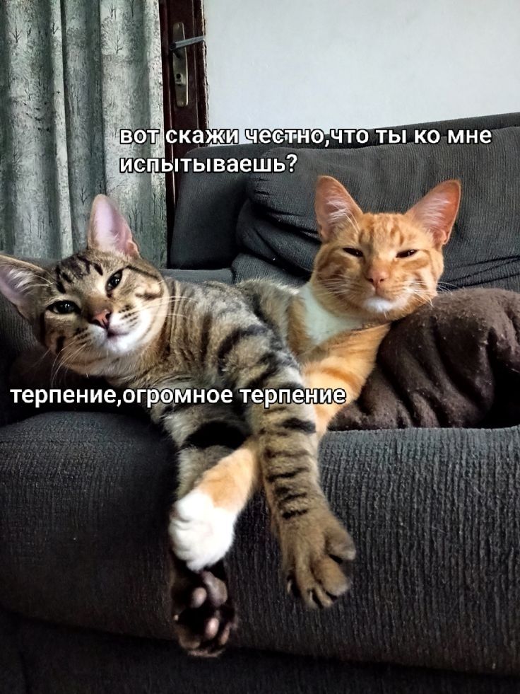 Вот скажи честно, что ты ко мне испытываешь? Терпение, огромное терпение.