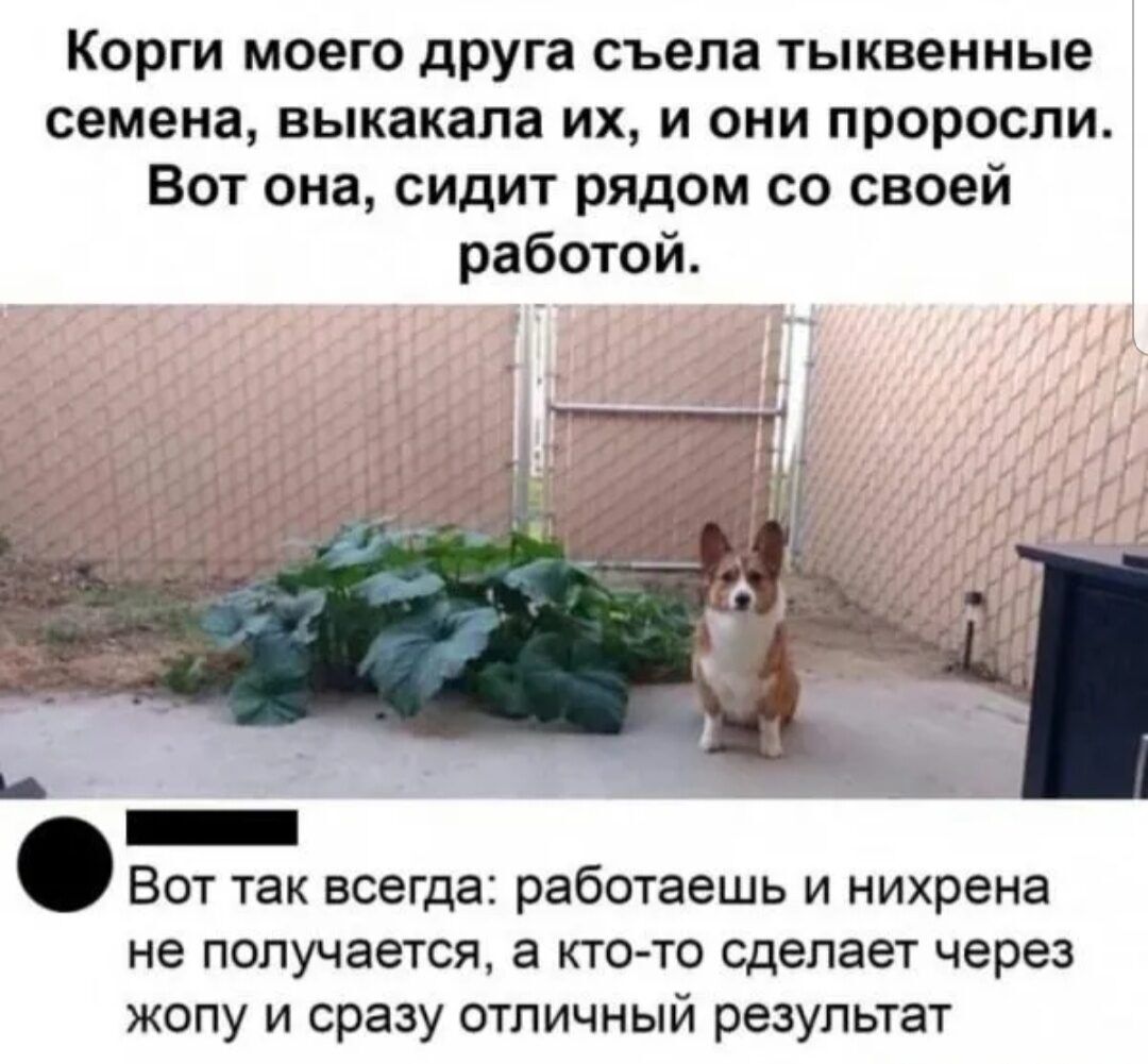 Корги моего друга съела тыквенные семена, выкакала их, и они проросли. Вот она, сидит рядом со своей работой. Вот так всегда: работаешь и нихрена не получается, а кто-то сделает через жопу и сразу отличный результат