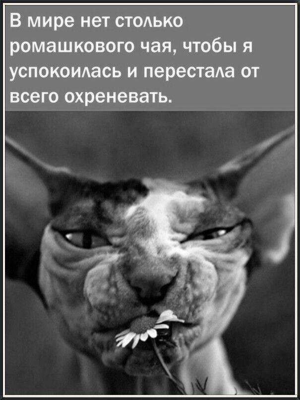 В мире нет столько ромашкового чая, чтобы я успокоилась и перестала от всего охреневать.