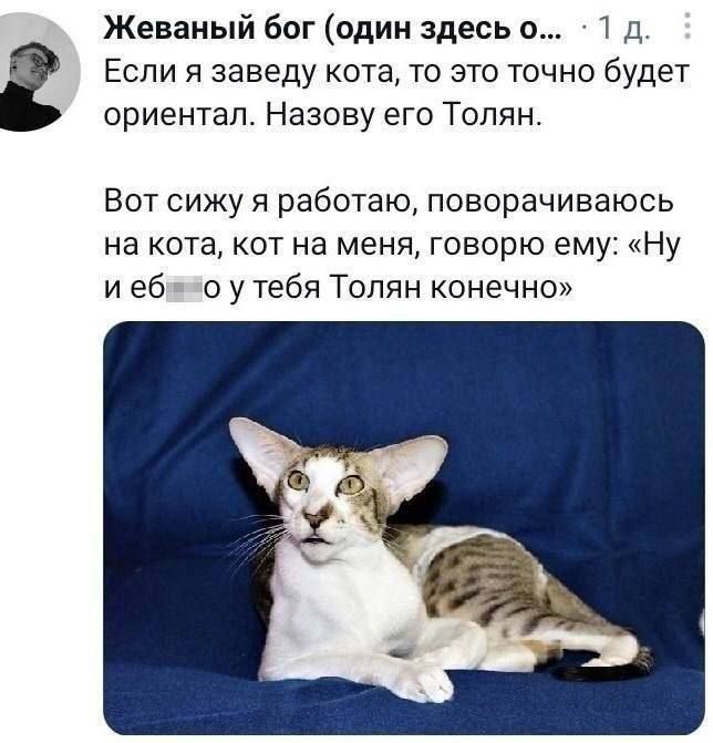 Жеваный бог (один здесь о... · 1 д. Если я заведу кота, то это точно будет ориентал. Назову его Толян. Вот сижу я работаю, поворачиваюсь на кота, кот на меня, говорю ему: «Ну и еб...о у тебя Толян конечно»