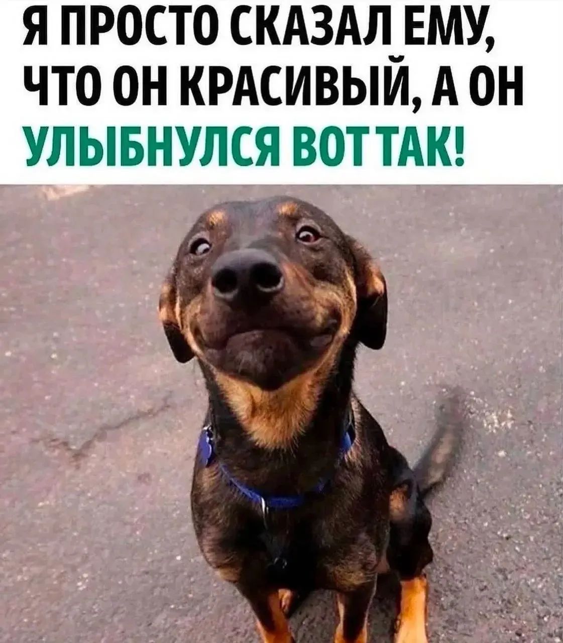 Я ПРОСТО СКАЗАЛ ЕМУ, ЧТО ОН КРАСИВЫЙ, А ОН УЛЫБНУЛСЯ ВОТ ТАК!