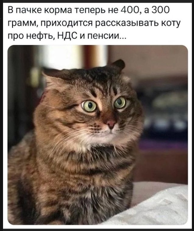 В пачке корма теперь не 400, а 300 грамм, приходится рассказывать коту про нефть, НДС и пенсии...