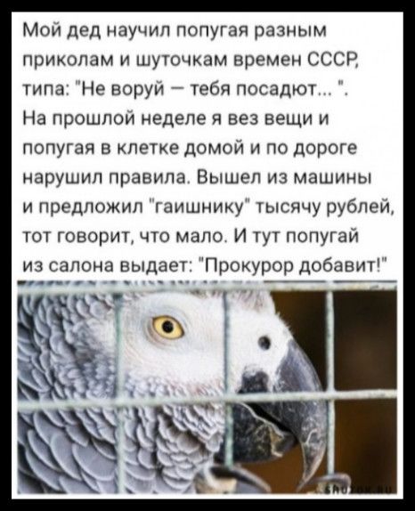 Мой дед научил попугая разным приколам и шуточкам времен СССР, типа: 
