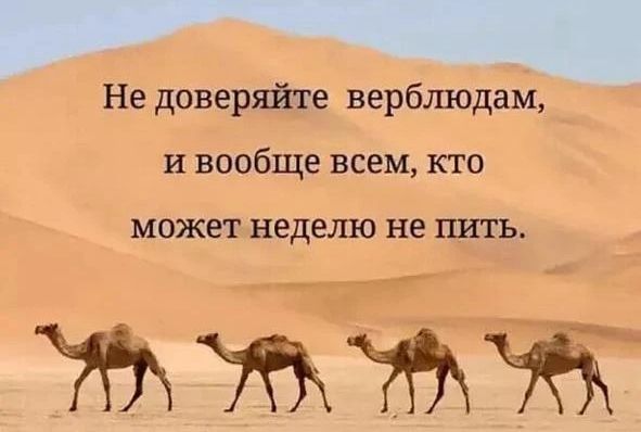 Не доверяйте верблюдам, и вообще всем, кто может неделю не пить.
