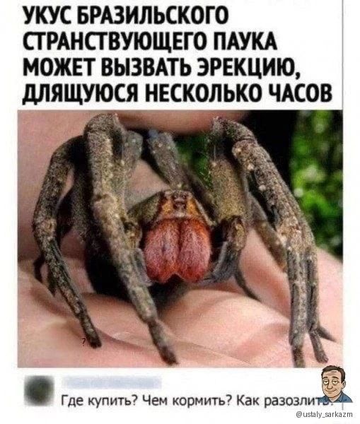 УКУС БРАЗИЛЬСКОГО СТРАНСТВУЮЩЕГО ПАУКА МОЖЕТ ВЫЗВАТЬ ЭРЕКЦИЮ, ДЛЯЩУЮСЯ НЕСКОЛЬКО ЧАСОВ
Где купить? Чем кормить? Как разозлить?