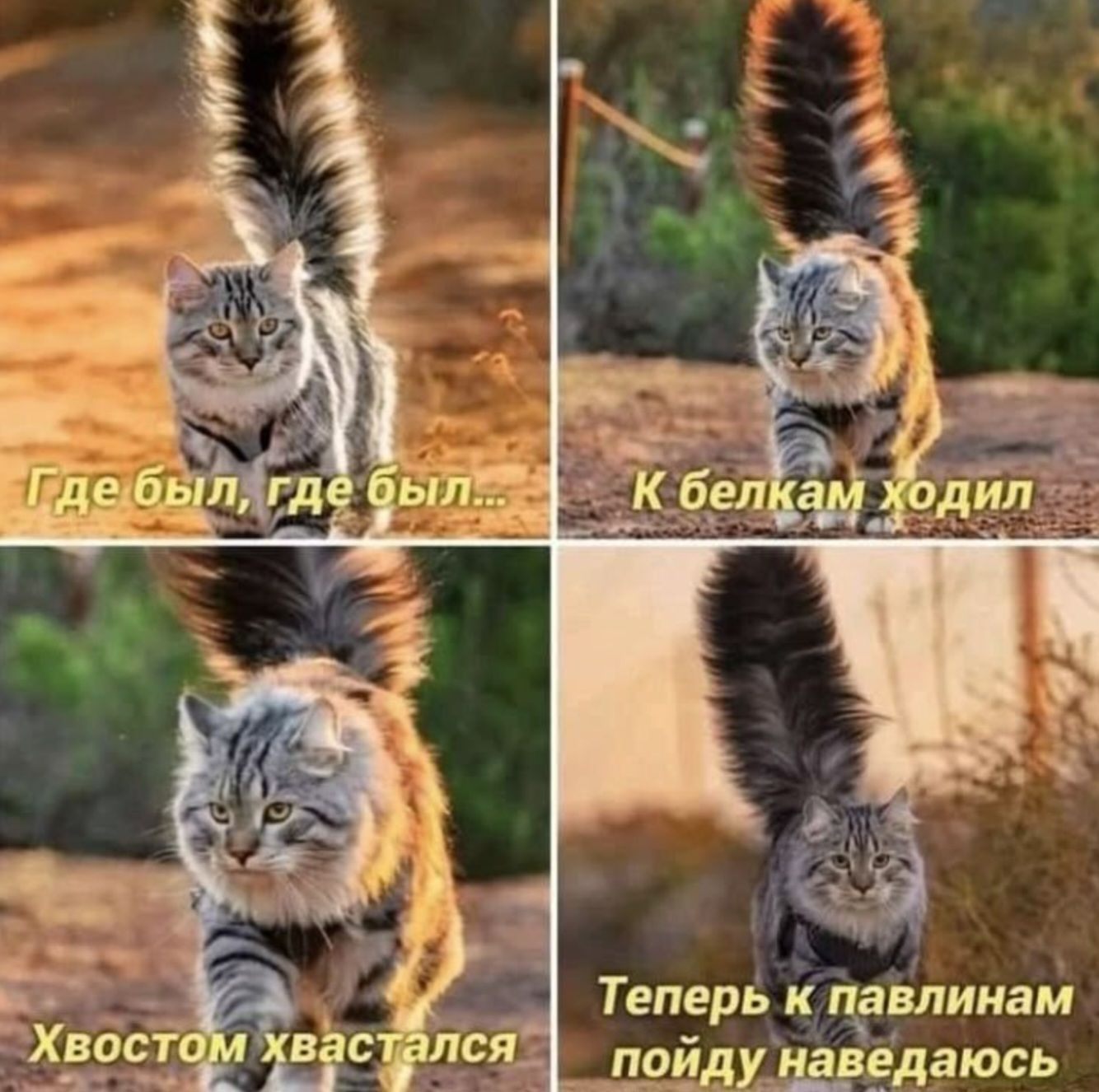 Где был, где был... К белкам ходил Хвостом хвастался Теперь к павлинам пойду наведаюсь