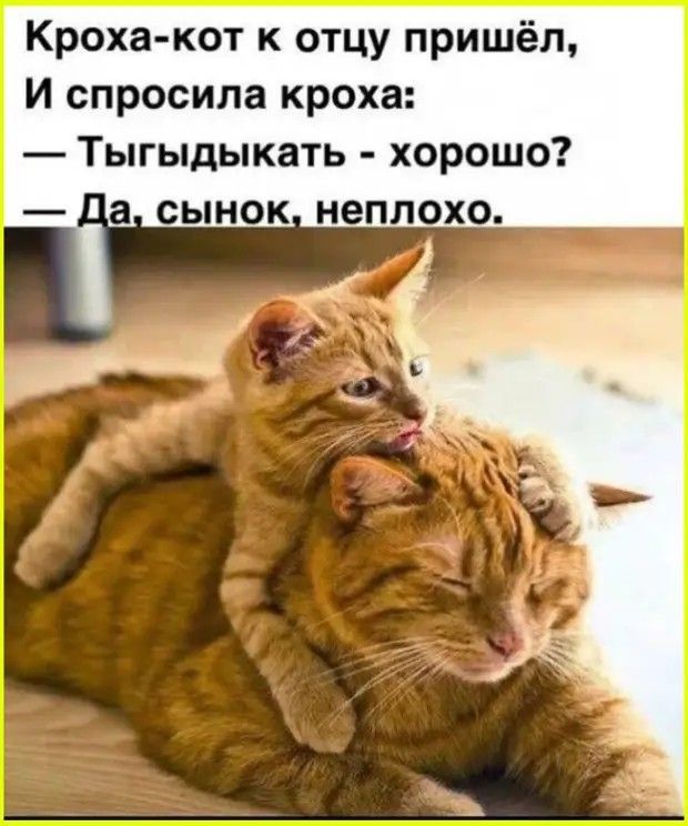 Кроха-кот к отцу пришёл, И спросила кроха: — Тыгыдыкать - хорошо? — Да, сынок, неплохо.