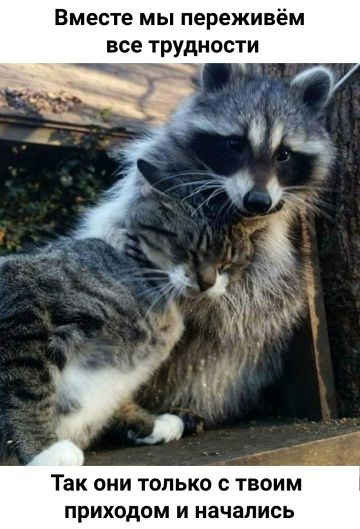 Вместе мы переживём все трудности. Так они только с твоим приходом и начались.