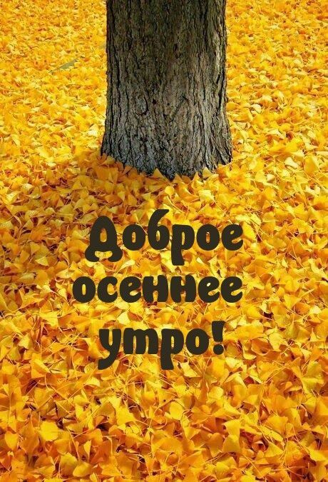 Доброе осеннее утро!