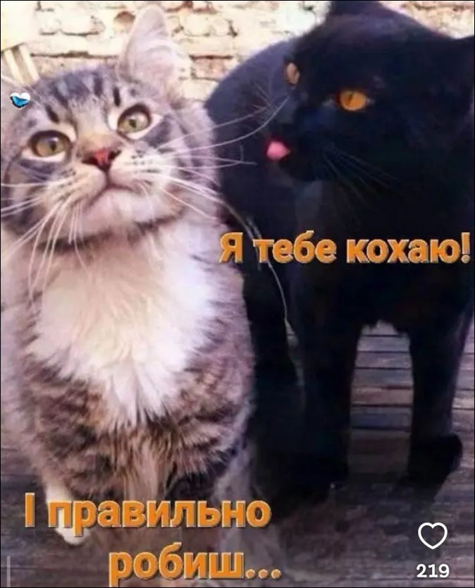 Я тебе кохаю! І правильно робиш...