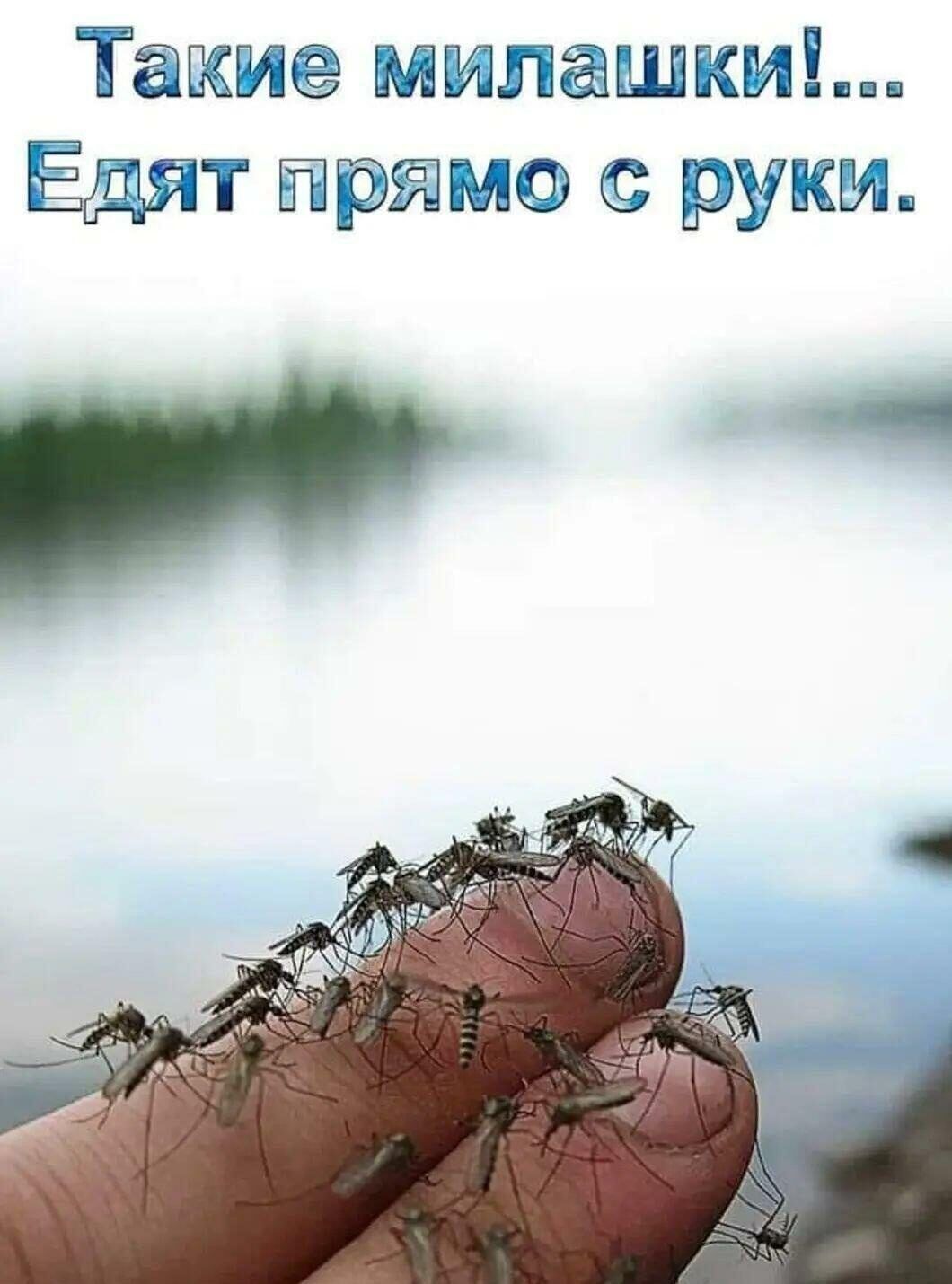 Такие милашки!... Едят прямо с руки.
