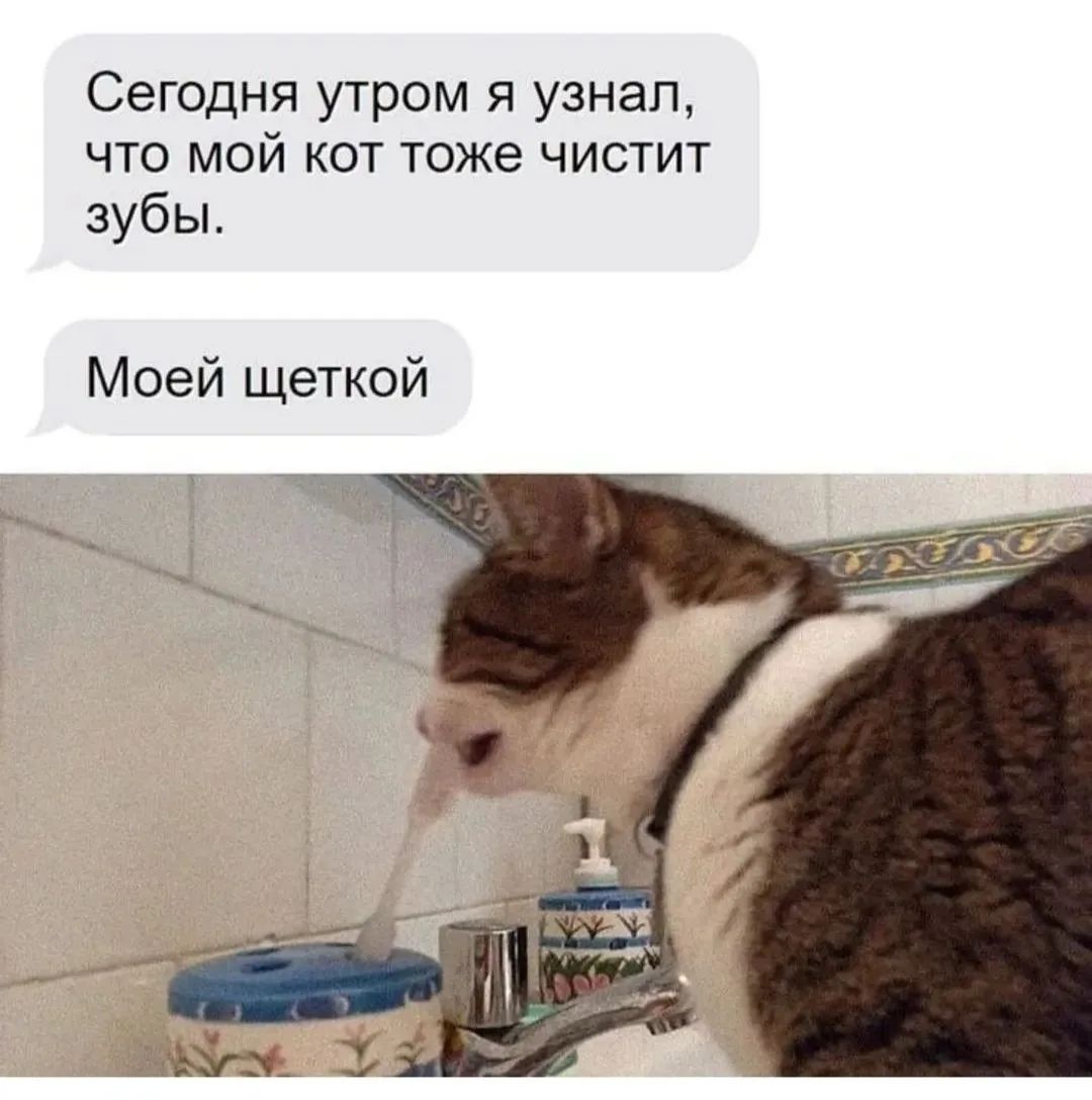 Сегодня утром я узнал, что мой кот тоже чистит зубы. Моей щеткой