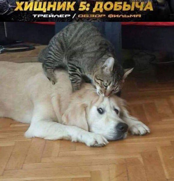 ХИЩНИК 5: ДОБЫЧА ТРЕЙЛЕР / ОБЗОР ФИЛЬМА