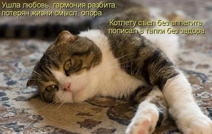 Ушла любовь, гармония разбита, потерян жизни смысл, опора. Котлету съел без аппетита, пописал в тапки без задора.