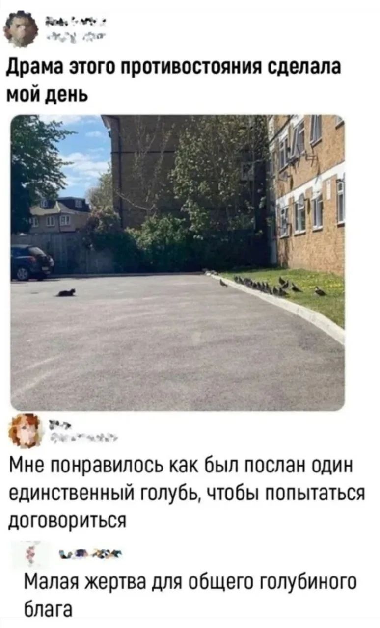 Драма этого противостояния сделала мой день. Мне понравилось как был послан один единственный голубь, чтобы попытаться договориться. Малая жертва для общего голубиного блага.