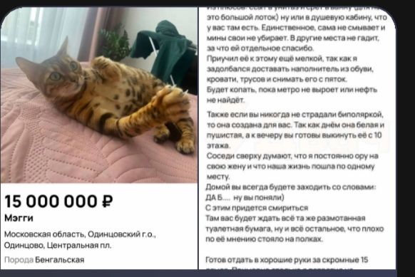 15 000 000 ₽ Мэгги Московская область, Одинцовский г.о., Одинцово, Центральная пл. Порода Бенгальская это большой лоток) ну или в душевую кабину, что у вас там есть. Единственное, сама не смывает и мины свои не убирает. В другие места не гадит, за что ей отдельное спасибо. Приучил её к этому ещё мелкой, так как я задолбался доставать наполнитель