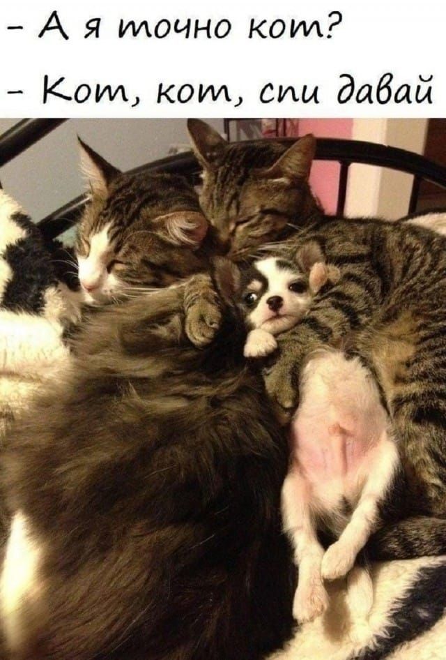 А я точно кот? Кот, кот, спи давай