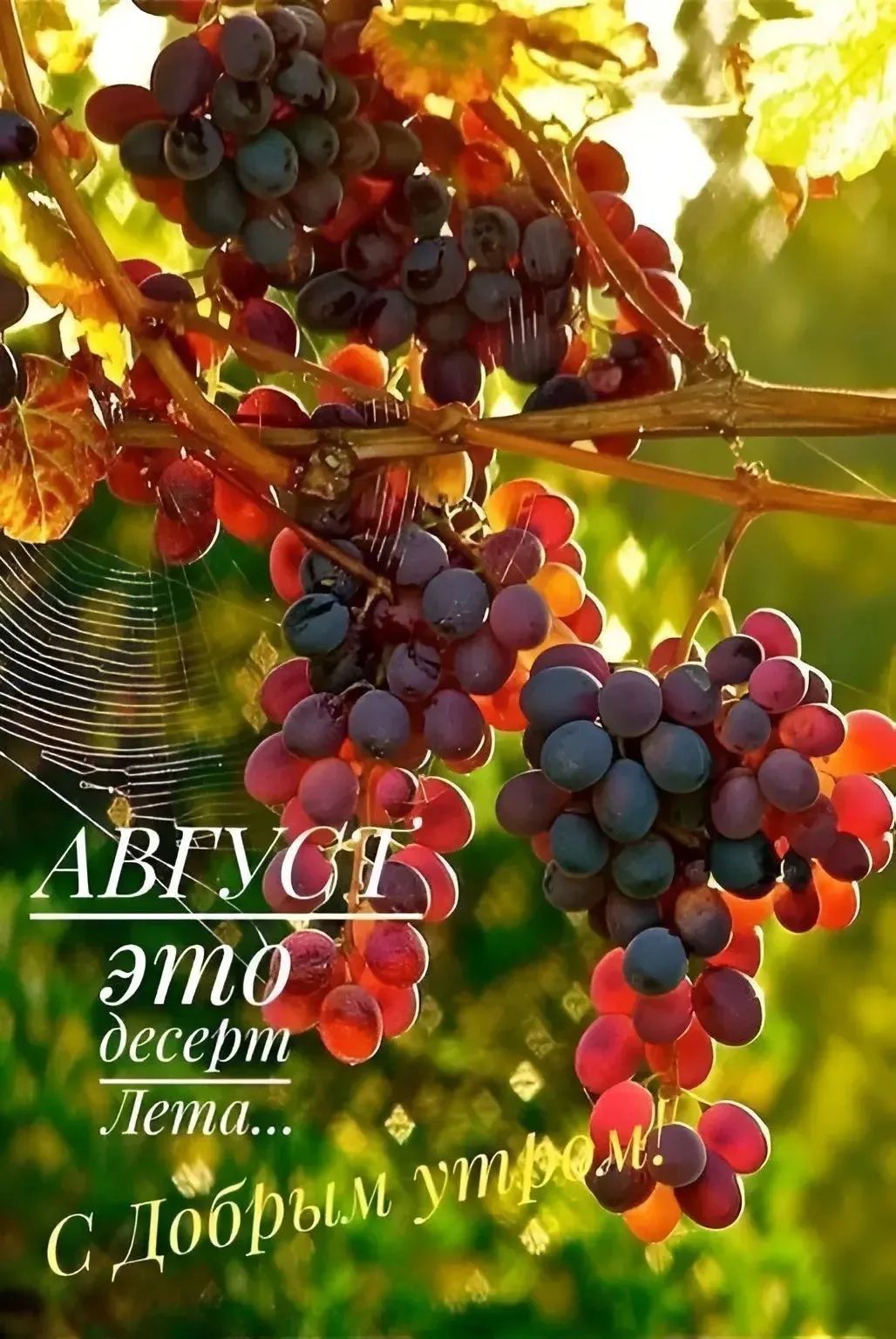 АВГУСТ это десерт Лета... С Добрым утром!