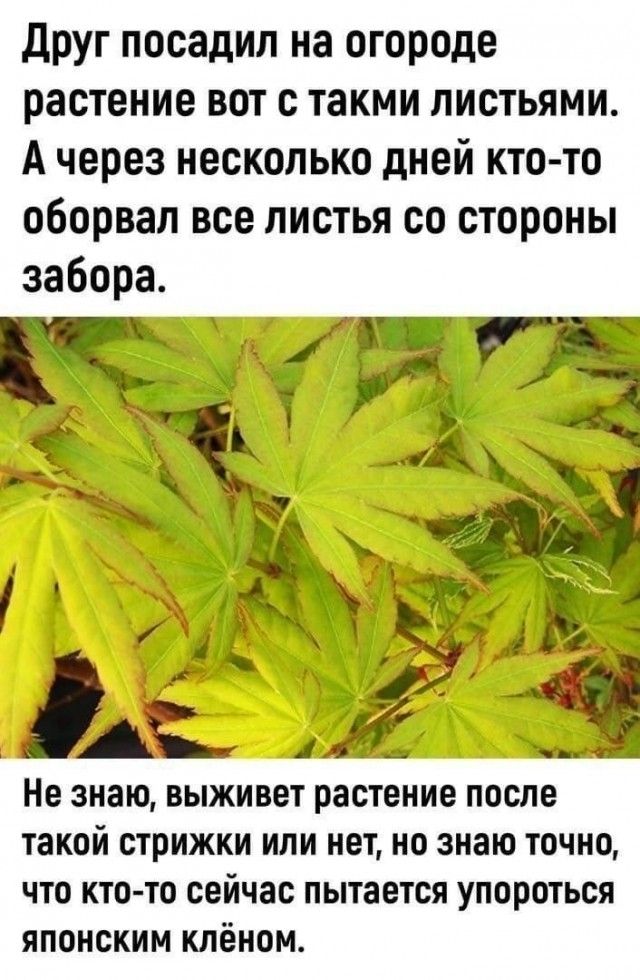 Друг посадил на огороде растение вот с такими листьями. А через несколько дней кто-то оборвал все листья со стороны забора. Не знаю, выживет растение после такой стрижки или нет, но знаю точно, что кто-то сейчас пытается упороться японским клёном.