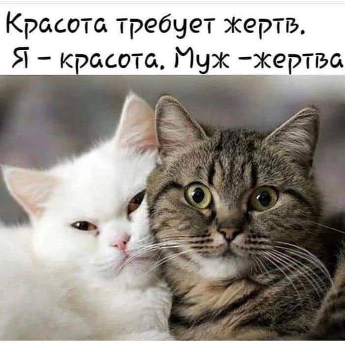 Красота требует жертв. Я – красота. Муж – жертва.