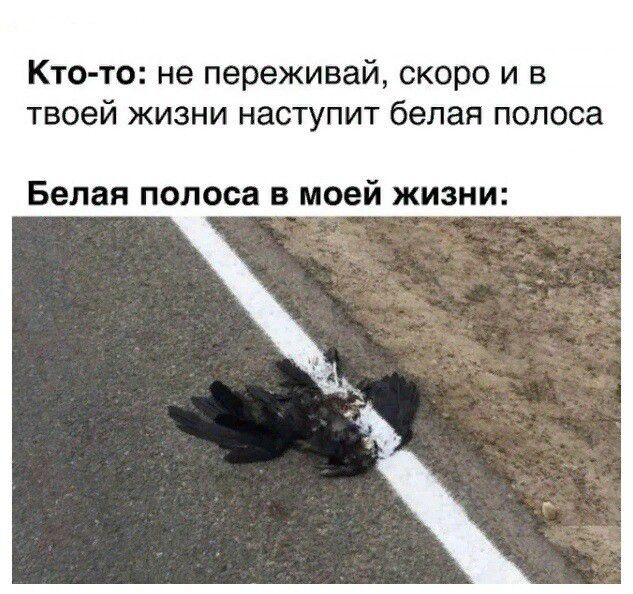 Кто-то: не переживай, скоро и в твоей жизни наступит белая полоса Белая полоса в моей жизни: [на фото сбитая птица лежит на дорожной разметке]