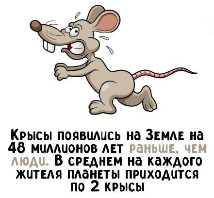 Крысы появились на Земле на 48 миллионов лет раньше, чем люди. В среднем на каждого жителя планеты приходится по 2 крысы