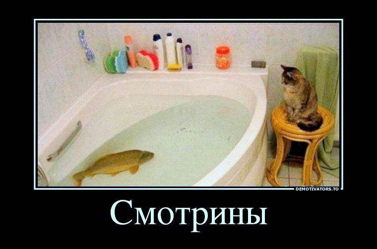 Смотрины DEMOTIVATORS.TO