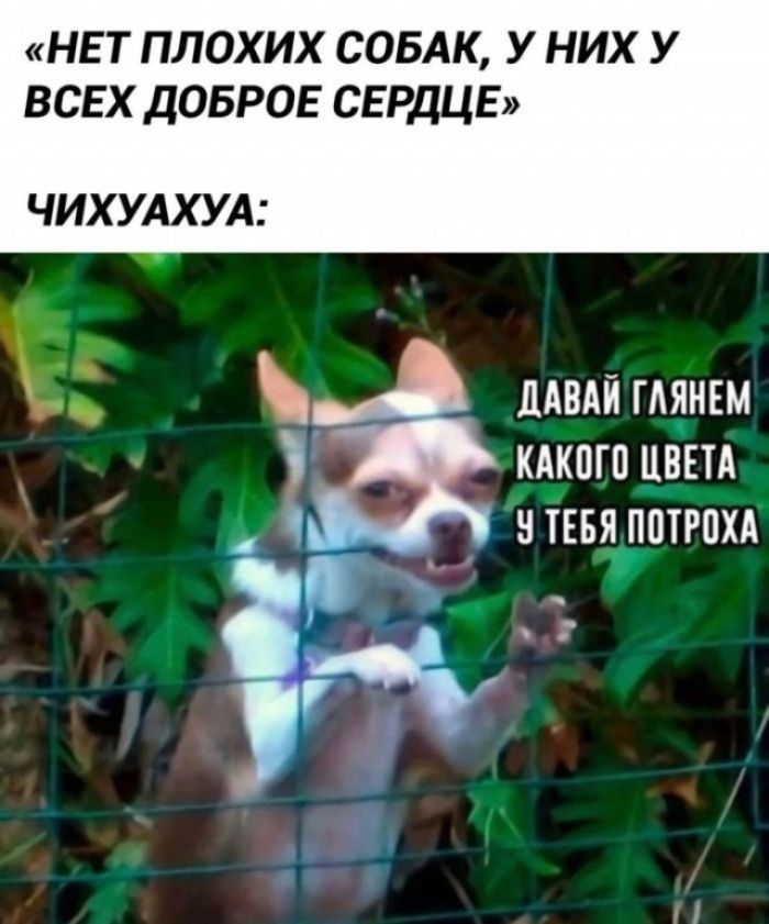 «НЕТ ПЛОХИХ СОБАК, У НИХ У ВСЕХ ДОБРОЕ СЕРДЦЕ» ЧИХУАХУА: ДАВАЙ ГЛЯНЕМ КАКОГО ЦВЕТА У ТЕБЯ ПОТРОХА