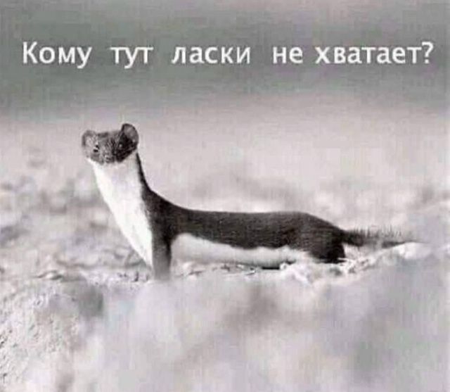 Кому тут ласки не хватает?