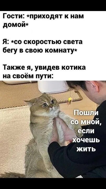 Гости: *приходят к нам домой* Я: *со скоростью света бегу в свою комнату* Также я, увидев котика на своём пути: Пошли со мной, если хочешь жить
